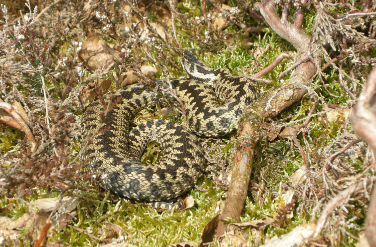 adder