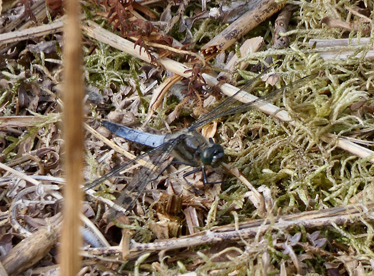 black-tailed skimmer