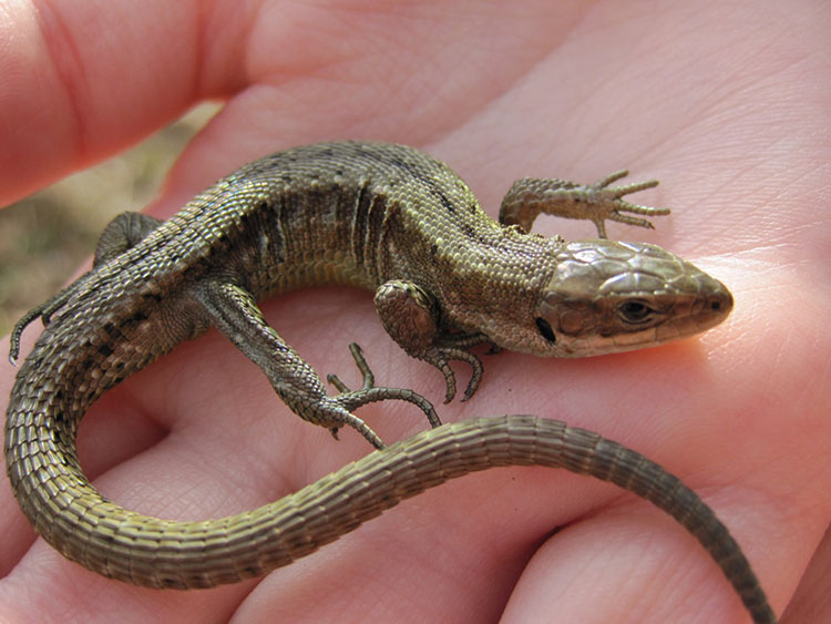 Common lizard