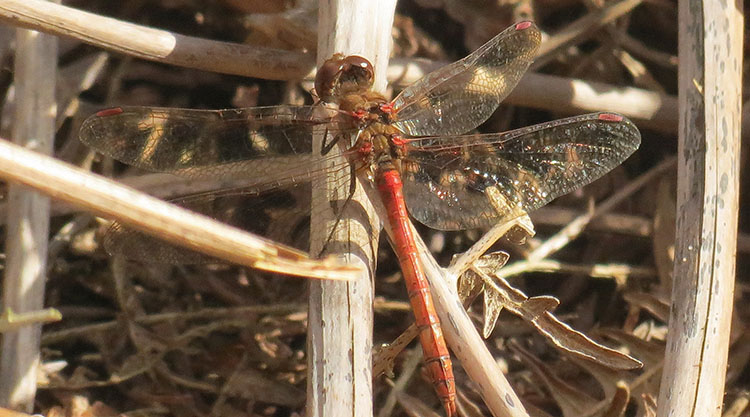 common darter