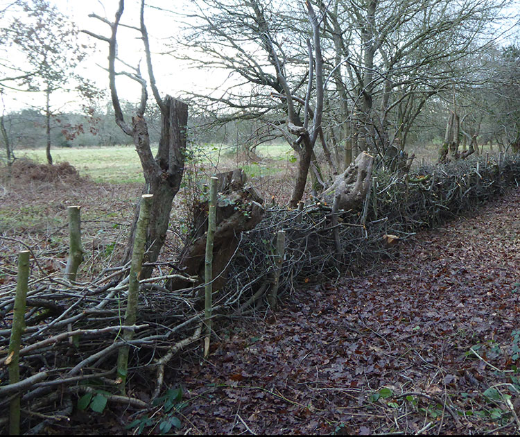 dead hedge