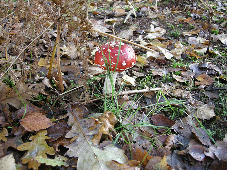 fly agaric
