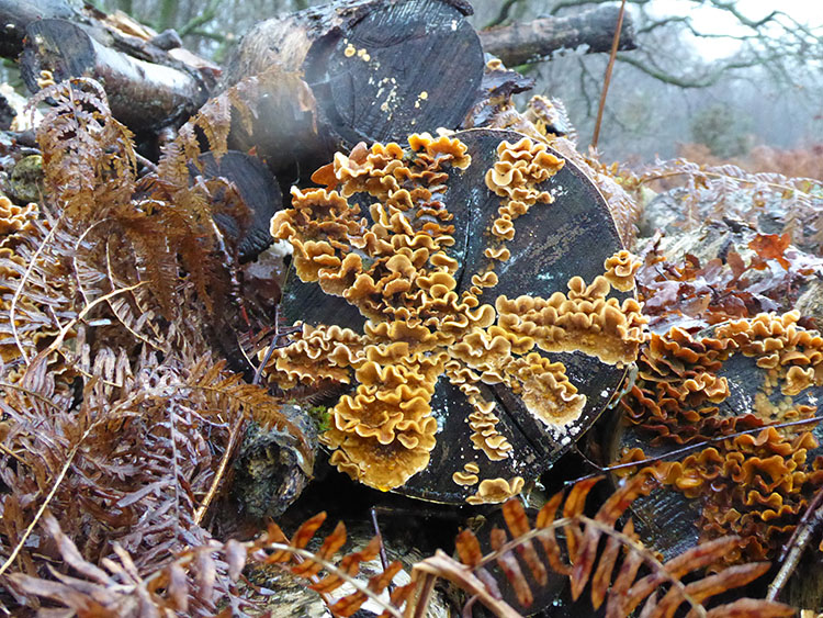 fungus on birch log