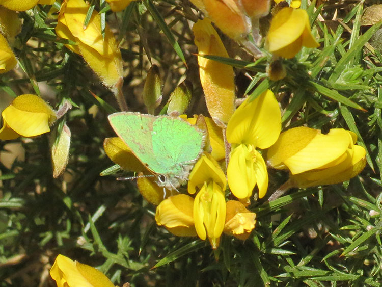 hairstreak