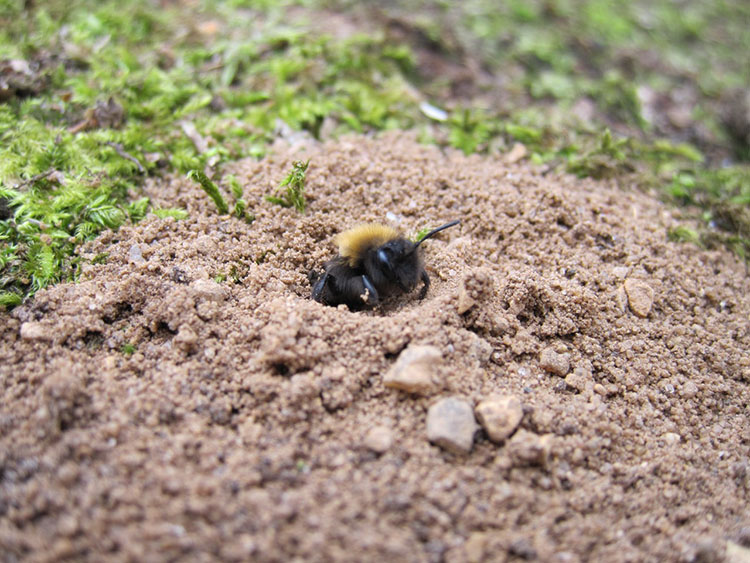 buff-tailed_bumble_bee