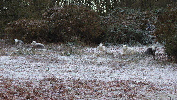 herdwick ewes