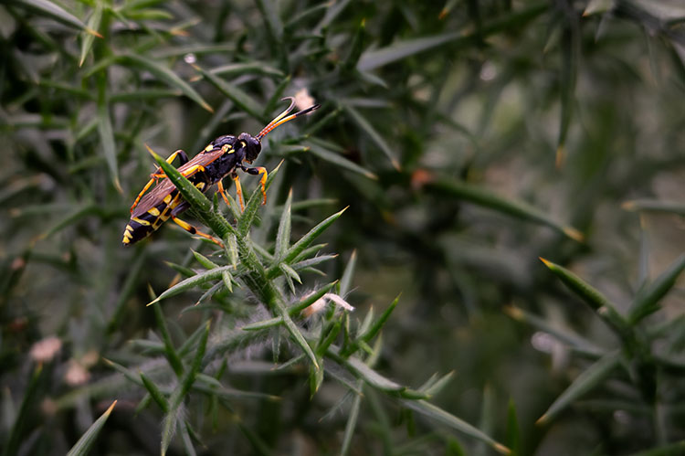 ichneumon w