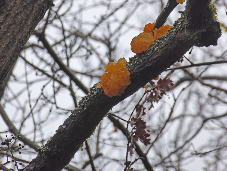 jelly fungus