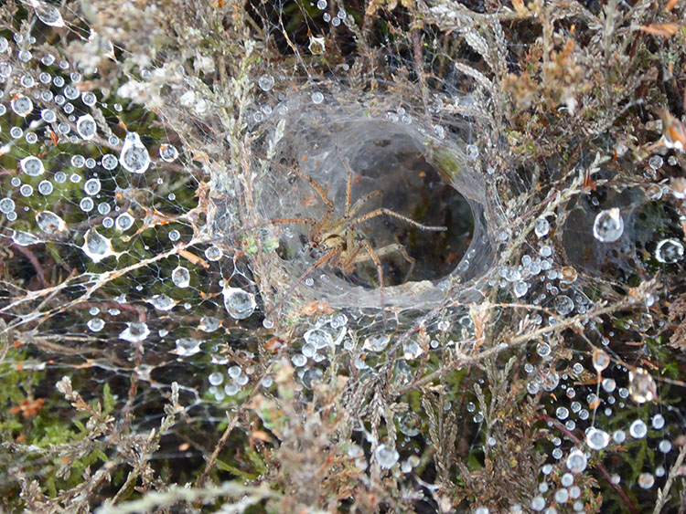labyrinth spider