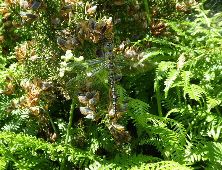 Migrant hawker