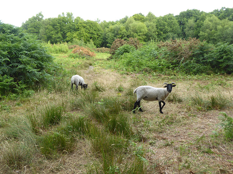 sheep