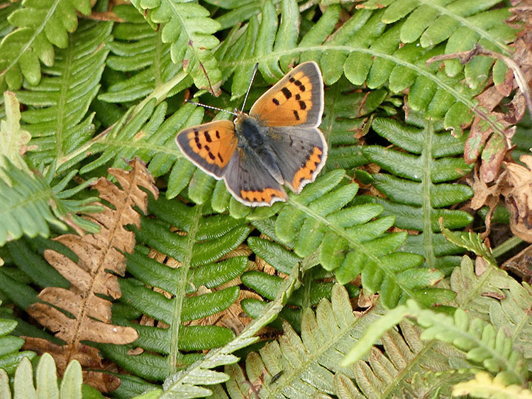 small copper