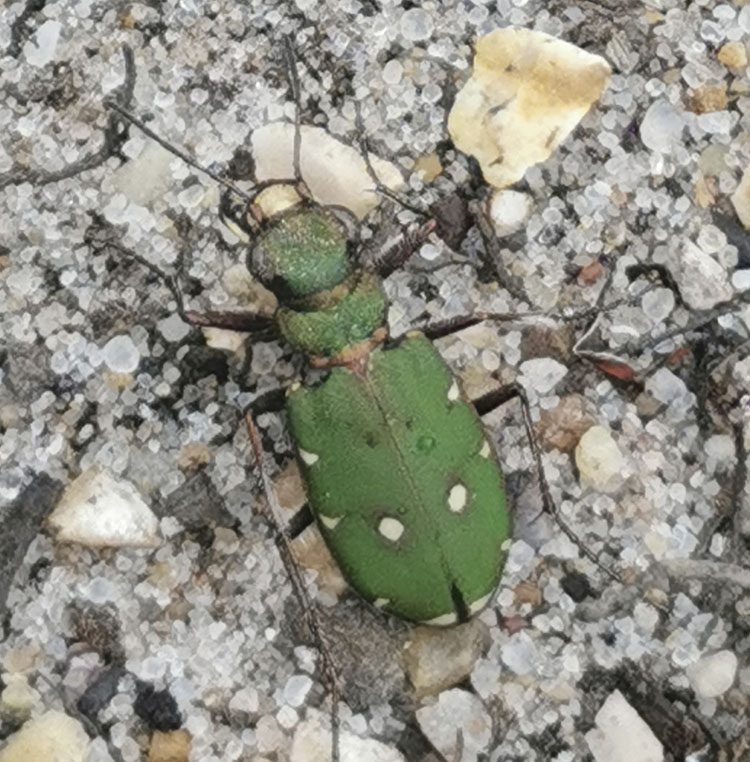 green tiger
beetle