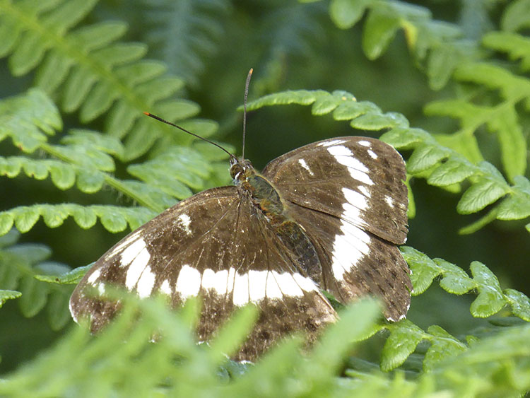 white
admiral