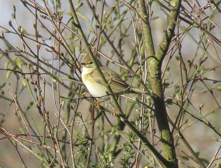 warbler