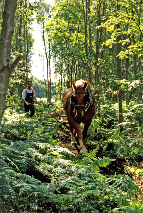 Richard Dalton and Suffolk horse