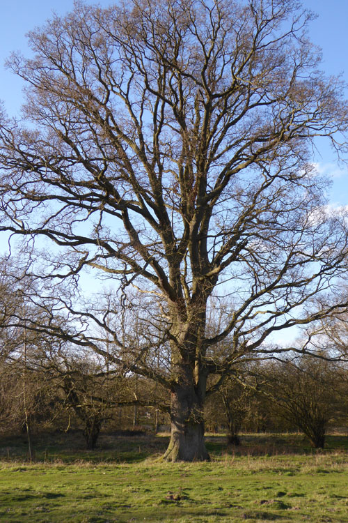 oak tree