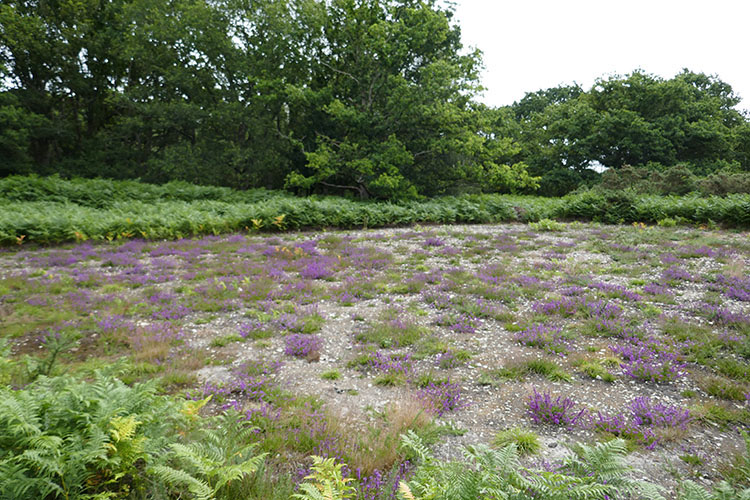scraped
area