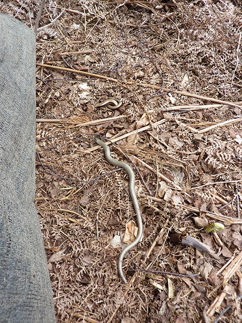 slow worms