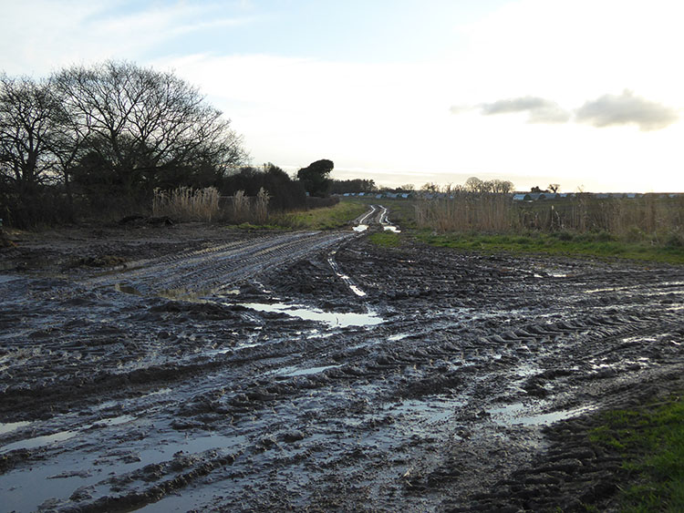 Looking towards
                        Dereham